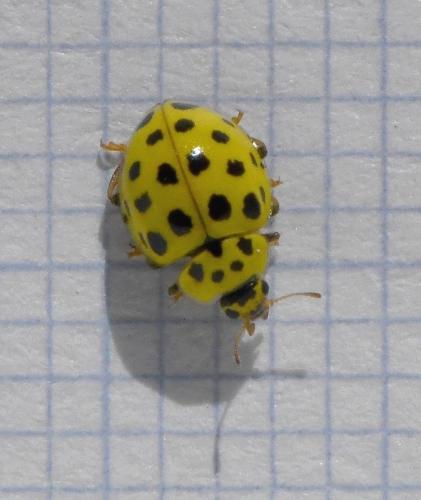Réf. 217 430 : Psyllobora vigintiduopunctata